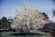 Apple tree seeds, Hardy FRUIT TREE - Caribbean garden seed