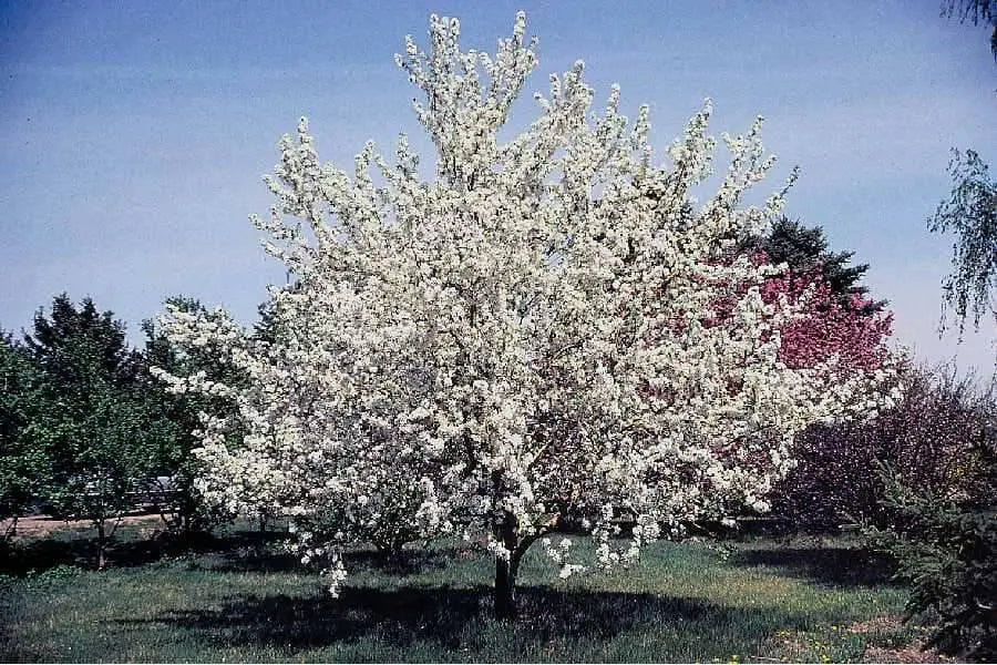 Apple tree seeds, Hardy FRUIT TREE - Caribbean garden seed