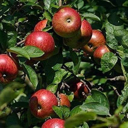 Apple tree seeds,Malus pumila (Cider Varieites) - Hardy to zone 3 - Caribbeangardenseed