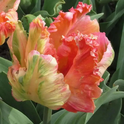 Apricot Parrot  (10 Tulip Bulbs),12/+cm, SPRING BLOOM.