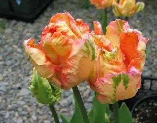 Apricot Parrot  (10 Tulip Bulbs),12/+cm, SPRING BLOOM.