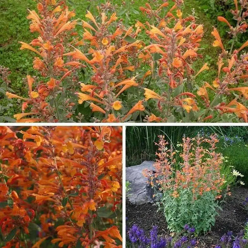 Apricot Sprite, Hummingbird Mint ,Hyssop  Seeds, - Caribbean garden seed