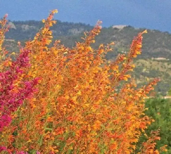 Hummingbird Mint, Seeds,Apricot Sprite - Caribbeangardenseed