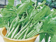 Aquatica Green organically Grown Vegetable Thai Water Spinach Kangkong Vegetable Seeds heirloom swamp cabbage
