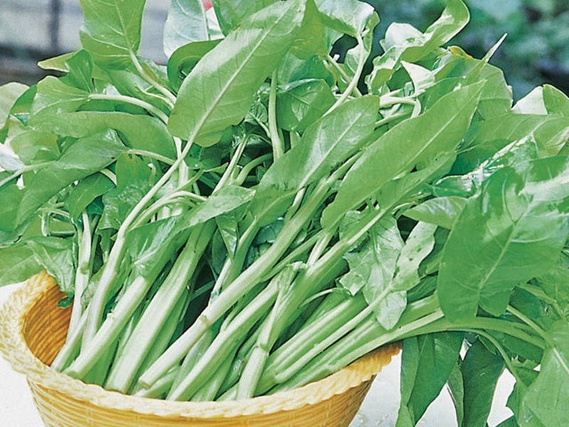 Aquatica Green organically Grown Vegetable Thai Water Spinach Kangkong Vegetable Seeds heirloom swamp cabbage