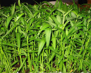 Aquatica Green organically Grown Vegetable Thai Water Spinach Kangkong Vegetable Seeds heirloom swamp cabbage