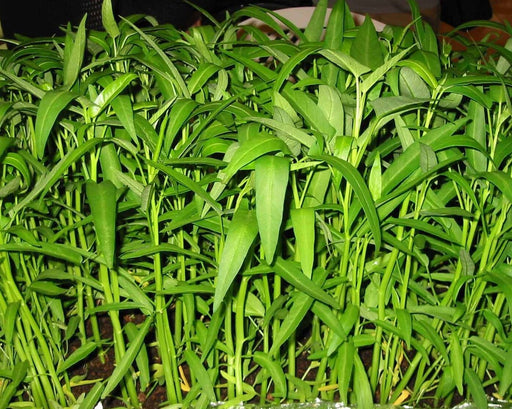 Aquatica Green organically Grown Vegetable Thai Water Spinach Kangkong Vegetable Seeds heirloom swamp cabbage