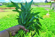 Aquatica Green organically Grown Vegetable Thai Water Spinach Kangkong Vegetable Seeds heirloom swamp cabbage