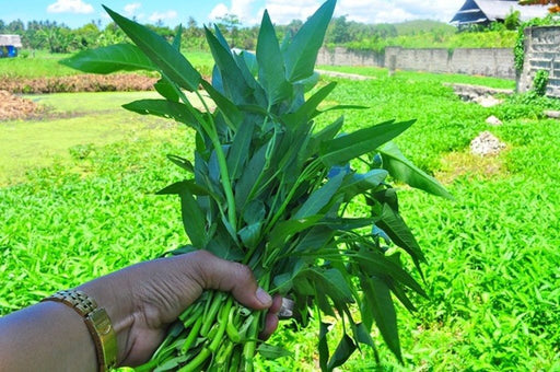 Aquatica Green organically Grown Vegetable Thai Water Spinach Kangkong Vegetable Seeds heirloom swamp cabbage