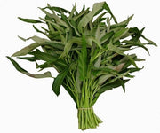 Aquatica Green organically Grown Vegetable Thai Water Spinach Kangkong Vegetable Seeds heirloom swamp cabbage