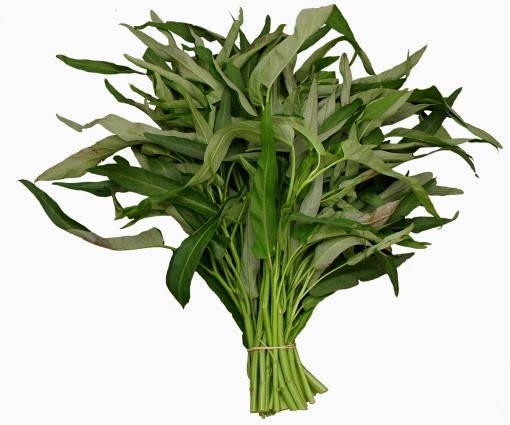 Aquatica Green organically Grown Vegetable Thai Water Spinach Kangkong Vegetable Seeds heirloom swamp cabbage