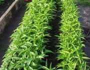 Aquatica Green organically Grown Vegetable Thai Water Spinach Kangkong Vegetable Seeds heirloom swamp cabbage