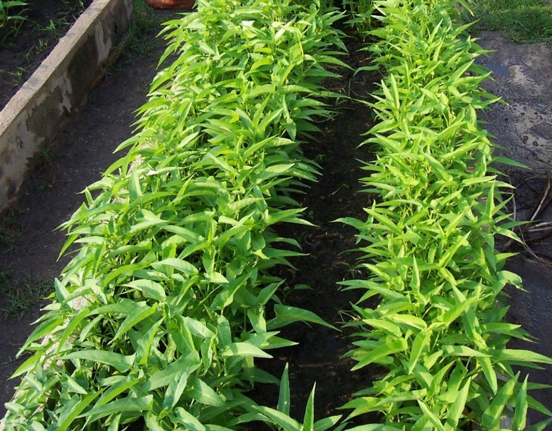 Aquatica Green organically Grown Vegetable Thai Water Spinach Kangkong Vegetable Seeds heirloom swamp cabbage