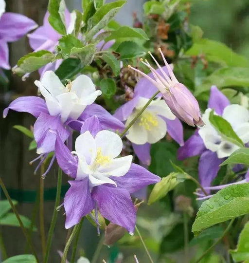 Aquilegia Columbine MCKANA MIX (Bare root) perennial - Caribbean garden seed