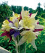 Aquilegia Columbine MCKANA MIX (Bare root) perennial - Caribbeangardenseed