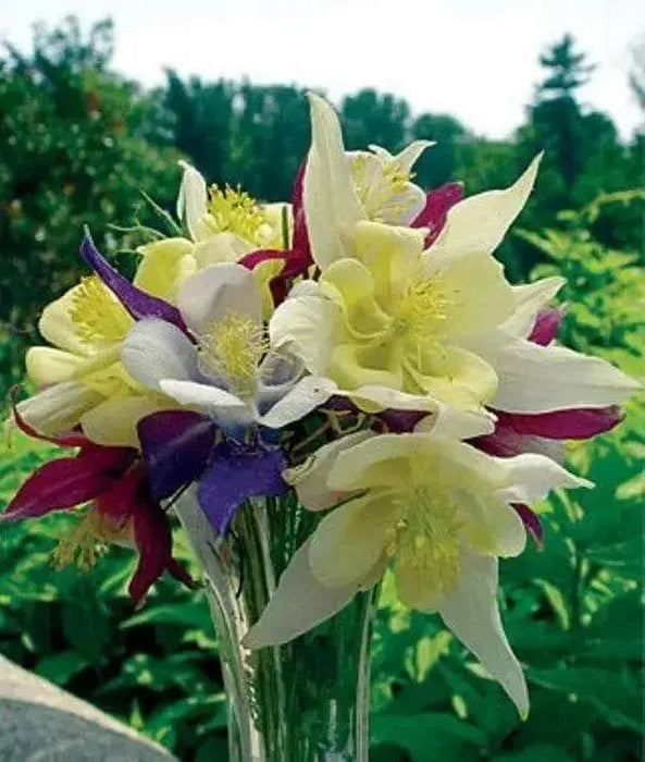 Aquilegia Columbine MCKANA MIX (Bare root) perennial - Caribbean garden seed