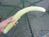 ARMENIAN LONG Cucumber Seeds, Asian vegetable - Caribbean garden seed