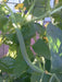 ARMENIAN LONG Cucumber Seeds, Asian vegetable - Caribbeangardenseed