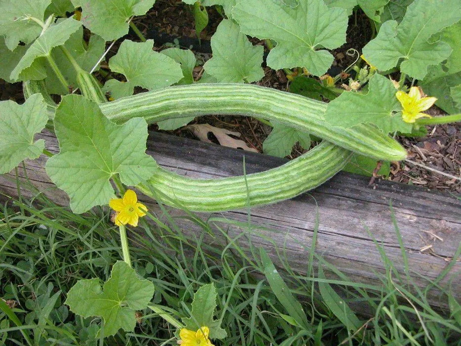 ARMENIAN LONG Cucumber Seeds, Asian vegetable - Caribbean garden seed