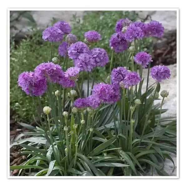 ARMERIA 'Ballerina LILAC' - Flowers Seeds - False Sea Thrift, Perennial - Caribbeangardenseed