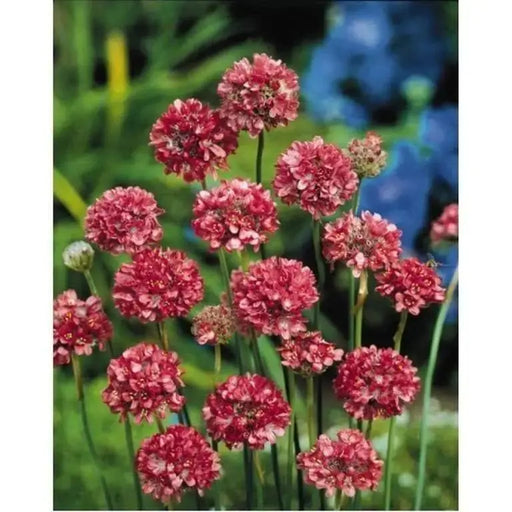 Armeria Maritima Joystick-Lilac Shades, compact perennials - Caribbeangardenseed