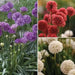 Armeria Maritima Joystick- Mixed  seeds- Drumstick Thrift-Great for cut flowers, Perennial - Caribbean garden seed