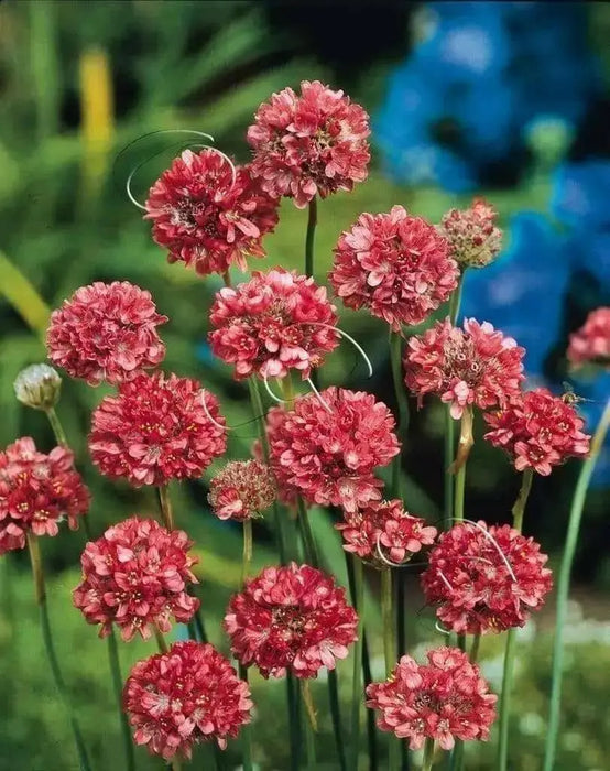 Armeria Maritima Joystick- Mixed  seeds- Drumstick Thrift-Great for cut flowers, Perennial - Caribbean garden seed