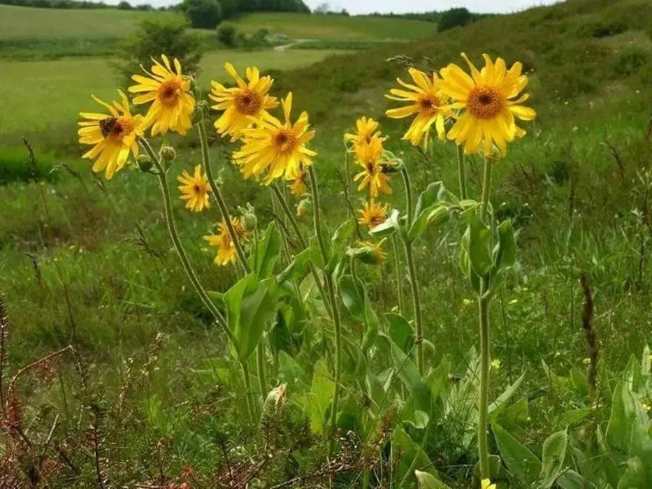 Arnica Seeds a.K.a Mountain Tobacco, Perennial herb plant - Caribbean garden seed