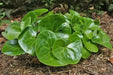 Arrow Leaf Ginger (bare/ROOT ) vigorous groundcover,native Perenni, - Caribbean garden seed