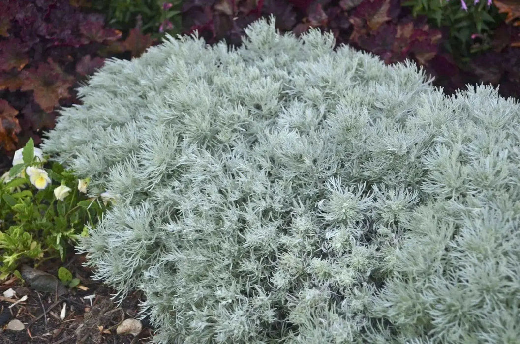 Artemisia (Wormwood)  Bareroot  FOLIAGE PLANT - Caribbean garden seed