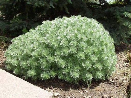 Artemisia (Wormwood) schmidtiana “Silver Mound” Bareroot PLANT - Caribbeangardenseed