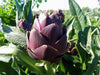 Artichoke Purple Romagna -  Perennial vegetable - Caribbean garden seed