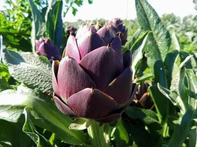 Artichoke Purple Romagna -  Perennial vegetable - Caribbean garden seed