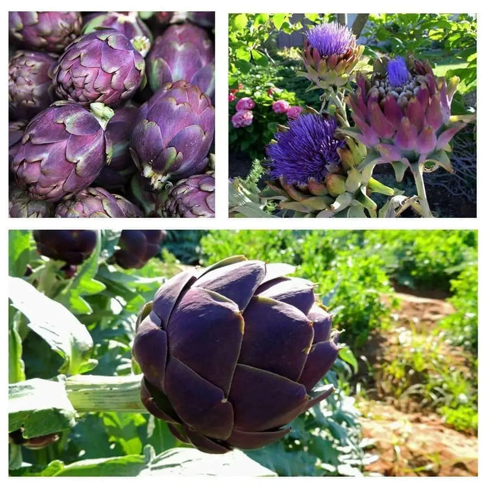 Artichoke Purple Romagna -  Perennial vegetable - Caribbean garden seed