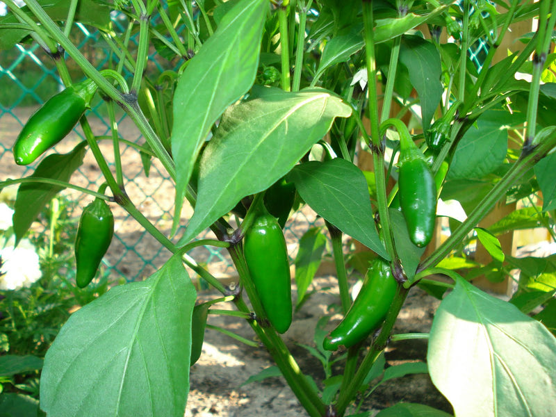 Fooled You Jalapeno Hot Peppers Seeds