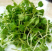 ARUGULA Rocket  Herb Seed , Asian Vegetable - Caribbean garden seed