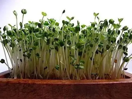 ARUGULA Rocket Herb Seed , Asian Vegetable - Caribbeangardenseed