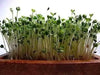 ARUGULA Rocket  Herb Seed , Asian Vegetable - Caribbean garden seed