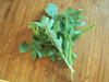 ARUGULA ROQUETTE ,ORGANIC Non GMO SEED,MAKE GREAT SALADS ! - Caribbean garden seed