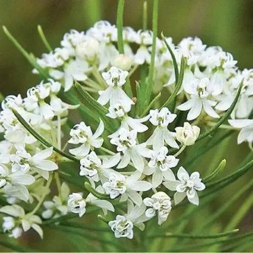 Asclepias verticillata WHORLED Milkweed Seeds -(,Attracts Butterflies Honeybees, bumblebees, and Leaf-Cutting Bees.White Flowers - Caribbeangardenseed