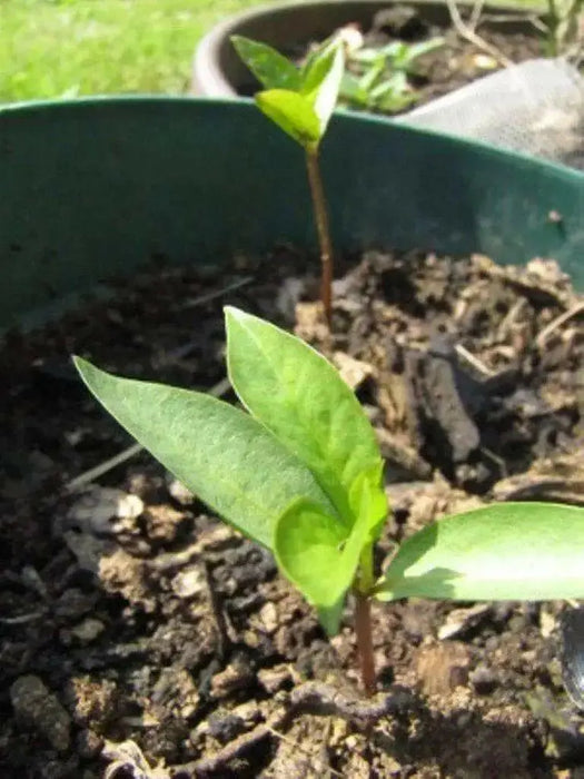 Asian Persimmon  Seeds , Fruit Tree Shrub ! - Caribbean garden seed