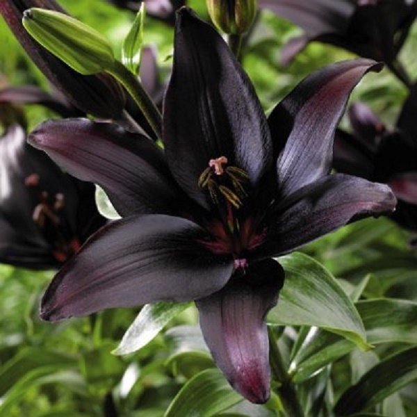 ASIATIC HYBRID,Landini Lily,The First Nearly Black Asiatic Lily, Lily Flower Bulbs Perennial