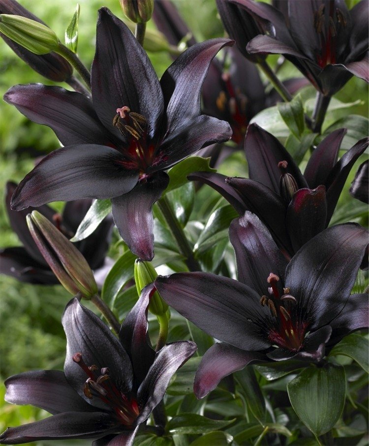 ASIATIC HYBRID,Landini Lily,The First Nearly Black Asiatic Lily, Lily Flower Bulbs Perennial