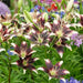 Asiatic Lily BULB ‘Netty's Pride, PERENNIAL FLOWERS - Caribbean garden seed