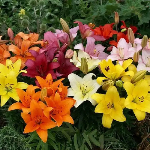 Asiatic Lily Bulbs (MIXED)) real thriller in the garden .Perennial - Caribbean garden seed