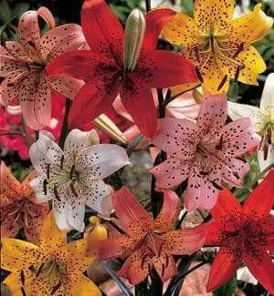 Asiatic Lily Bulbs (MIXED)) real thriller in the garden .Perennial - Caribbean garden seed