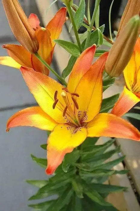 Asiatic Lily LINDA, (5 bulbs) real thriller in the garden .Perennial - Caribbean garden seed