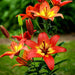 Asiatic Lily LINDA, (5 bulbs) real thriller in the garden .Perennial - Caribbean garden seed