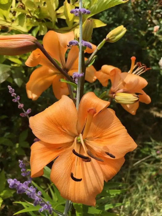 Asiatic Lily, Pearl Stacey Bulbs! Great Cut Flowers. Perennial - Caribbeangardenseed