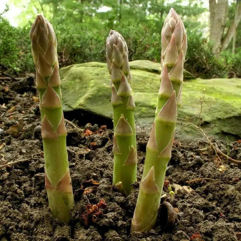 ASPARAGUS SEEDS, (Mary Washington ) Heirloom Vegetable ,Perennial - Caribbeangardenseed
